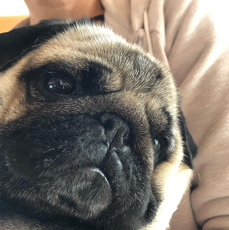お散歩満足しました🐶
帰ってママの抱っこで幸せです😊