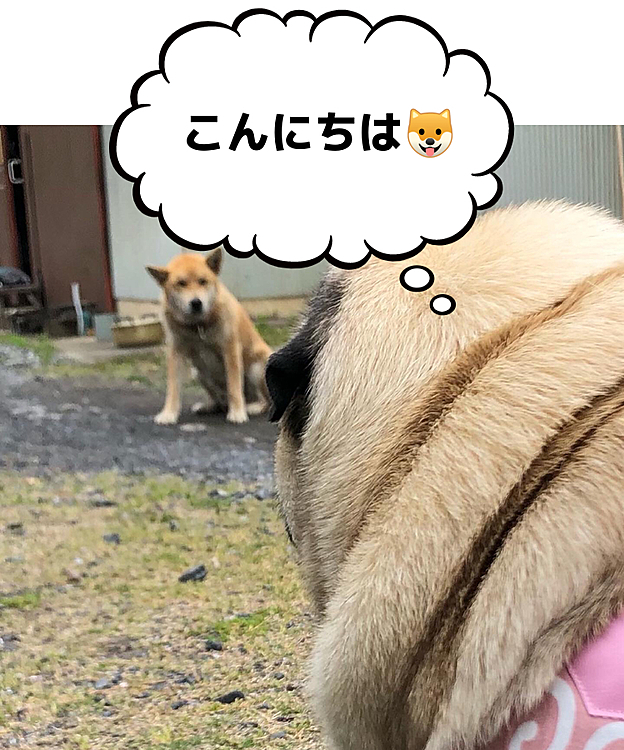 途中、タローくんとご挨拶🐶
掘り立てのタケノコもらっちゃいました🤗