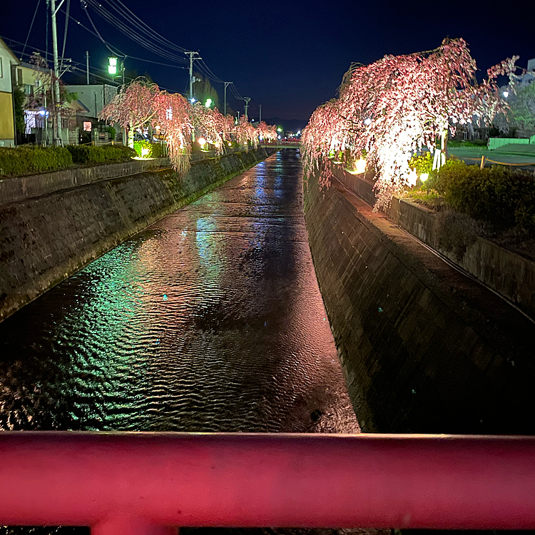 夜桜🌸🌙*.｡★*ﾟ