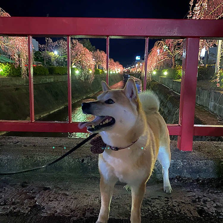 夜桜🌸とももちゃん¨̮ ¨̮ ¨̮♡⁼³₌₃