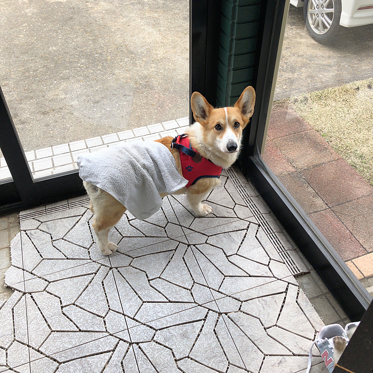 今足拭くからね😊
って、ボクたんの、背中にタオルかけたまま居なくなったおかーたん💦
ボクたんフリーズしたまま固まってました😊
ごめんごめん🤣🤣