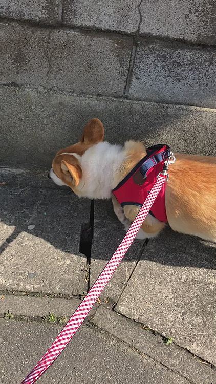 今日も天気いいね😊
ロング散歩したかったけど、今朝は通常コースで我慢してもらいました🤣

後で皆さんの投稿にコメントしにお邪魔しますね〜😊