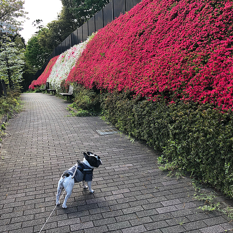 満開に近づいてきました😁