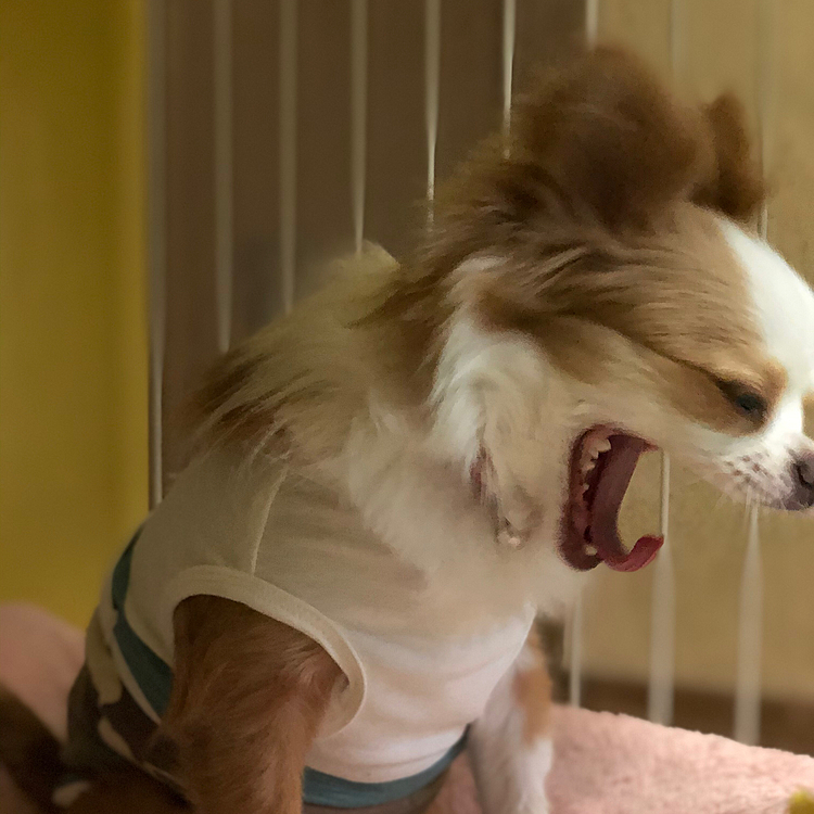 小春はネムネム💤で大あくび🎵🐶
ちょっとちょっと〜
レディーなんやから少し恥じらってください🤣
アゴ外れるで〜😂