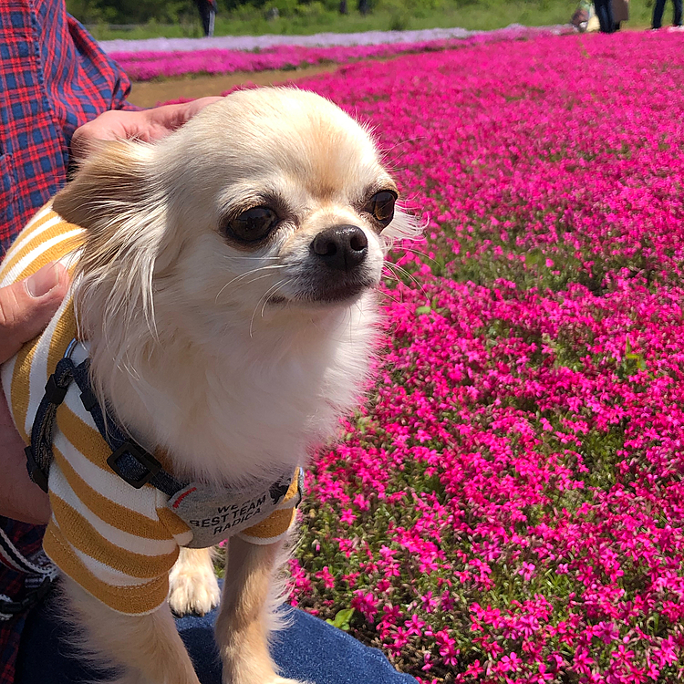 富田さとにわ耕園という所へ行ってきました😊
芝桜が綺麗に咲いていました😊