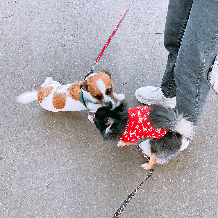 
お友達ともたくさん会って
ワチャワチャやってました🐯🐶

飼い主さんやおじいちゃんにナデナデされたり
嬉しそうなとらくん🐯🔆笑

お外の世界は刺激がいっぱい‼️


