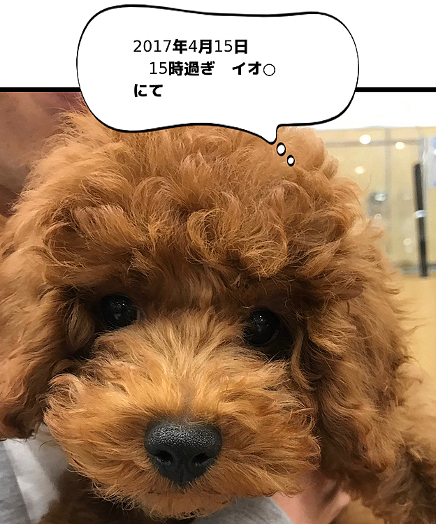 2017年4月15日（土）4年前の出来事🍀

祖母が入所していた施設の裏にあるイオ○さんのペットショップで明らかに大きくて大幅に値下げされた子がいました🐶
はい、それがハッピーです💦💦
3ヶ月半で既に2キロになっていたので周りにいる子の倍以上の大きさです😅
可愛い😍と言うよりこのまま売れなかったらこの子どうなっちゃうんだろう😞
どうしても置いていく事が出来ずにそのまま連れて帰ったと言う感じでした💦
出会い方も色々ですよね😉