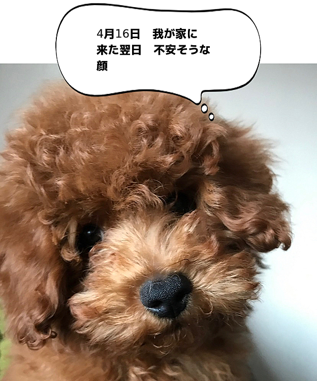 その時の私は人生が思うようにいかなかったり、色々な事が重なり何の為に生まれてきたのか、生きている意味があるのかそんな事ばかり考えていました😞
そんな私をハッピーが助けてくれました🐶

あまりのヤンチャで生きている意味など考える暇も無くなりました🤣🤣
眠れない日々もロング散歩のお陰でぐっすり寝れるようになりました😪💤
体重も激減した時に買ったハッピー散歩用のカジュアルスタイルの服、今や全てパツパツで悲鳴をあげてます😱
あなたは私の救世主です💗
