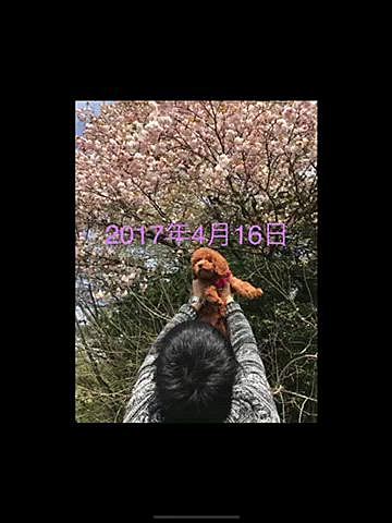 既にワクチンを打ち終えていたのですが、散歩は少し落ち着いてからと言われたのに翌日どうしてもと抱っこで里山に行き遅咲きの桜を見ましたね🌸
毎年同じ頃同じ場所で記念撮影しています💗

今日はトリミング✂️
初めてアフロヘアーをリクエスト✨
いつものオニギリ🍙からまん丸に⁉️
のはずがあんまり変わってないな😆