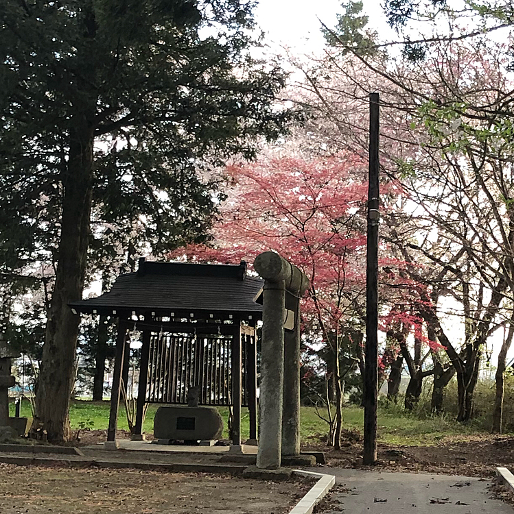 朝のお散歩で町内の神社⛩へ行ったら、桜が満開かな🌸💕