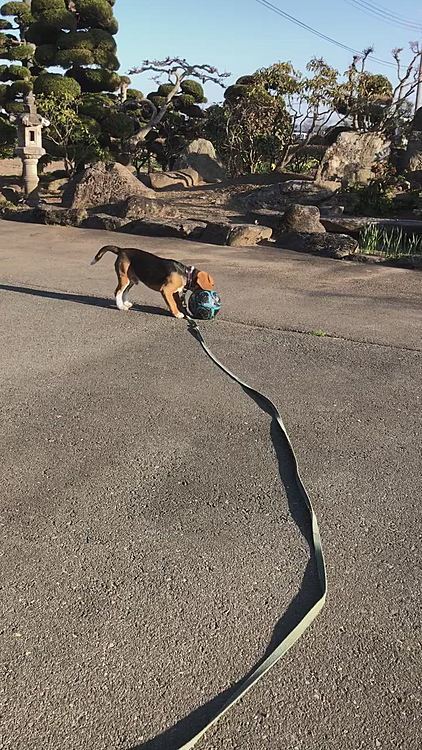 午後のお散歩から帰って来てから、ボール⚽️で遊んだよ🐶🧢❣️
1時間位歩いたのにまだ元気😆