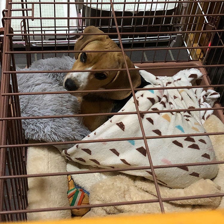 お気に入り寝袋で、おやすみなさーい⭐️🐶🧢💤
また明日ねぇ☺️🍀💕