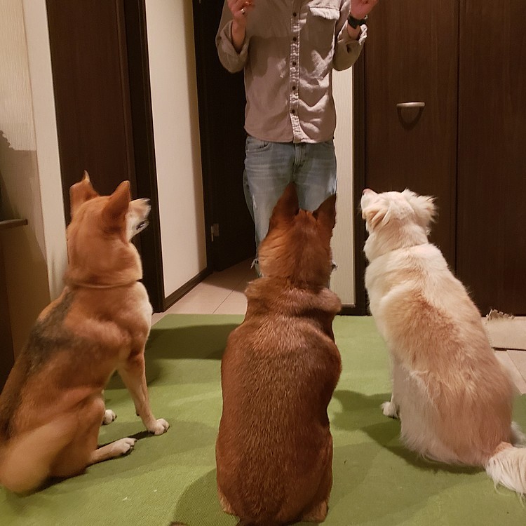 にぃたんがオヤツくれるって«٩(*´ ꒳ `*)۶»ﾜｸﾜｸ
