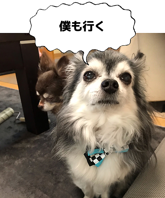 問題児、マロ😅
ご飯ちゃんと食べてくれるかなぁ〜💦
泣かないかなぁ〜💦
マロ❣️頑張れ〜😆