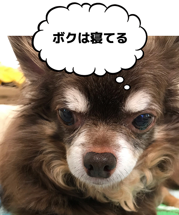 ルイ、ご飯いっぱい入れといたからね❣️
幼稚園も頼んであるからお友達と仲良く遊んでてね😊
幼稚園と言う名のデイケアサービスだけど🤣
一泊でも連れて行くだけでも大騒動です🤣
