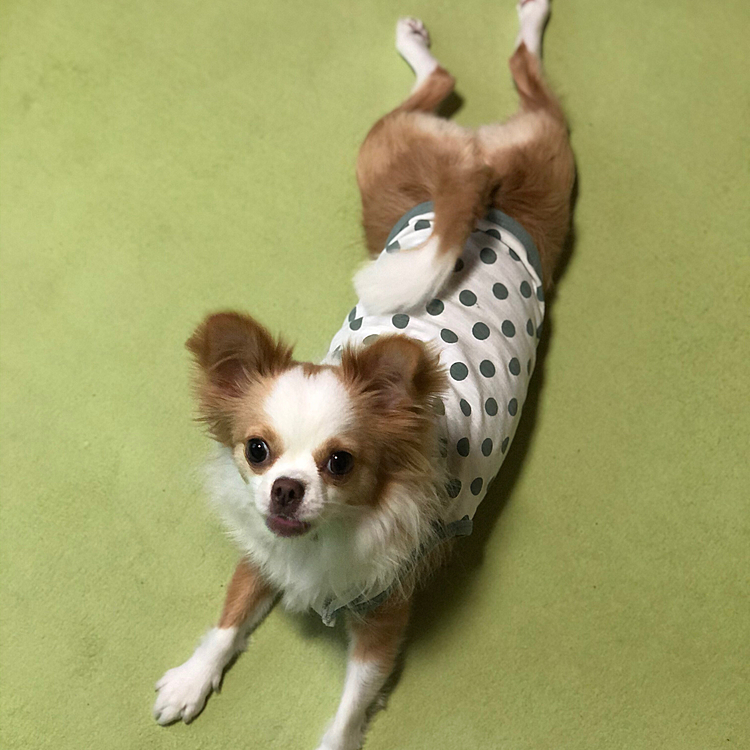 小春は朝から足をバタバタ🎵🐶
と、思ってたら匍匐前進〜😂
どんどんバタバタしながら進んでくるけど
何⁉️
なんか新しい妖怪❓🤣