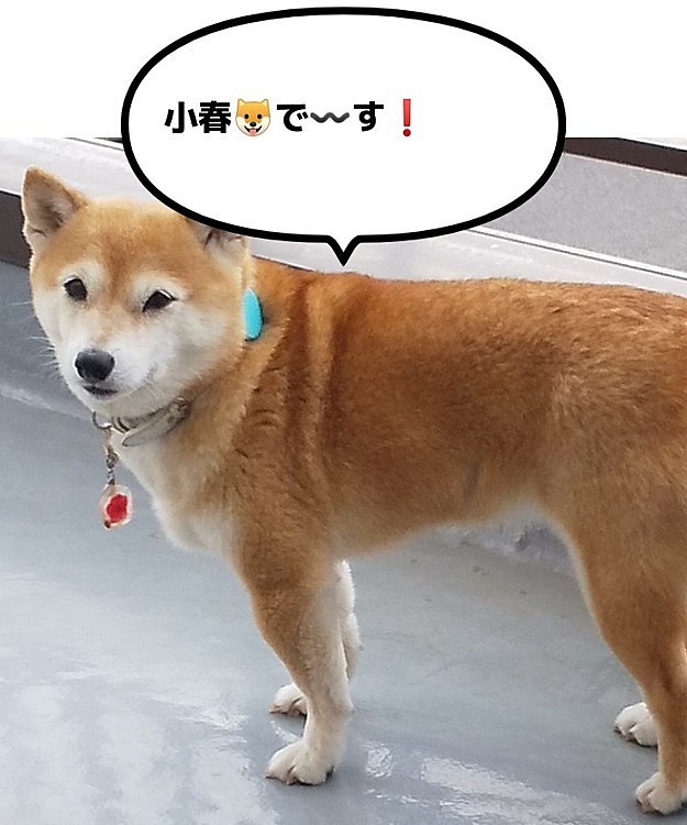 小春🐶の投稿