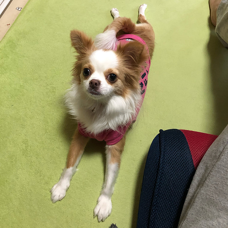 小春よ…いつも後ろ足が伸びとるなぁ🐶🤣
朝ごはんもしっかり食べたし🎵
千本ノックもしたから眠くなってきたやろ❓
ゆっくり二度寝して👍😊