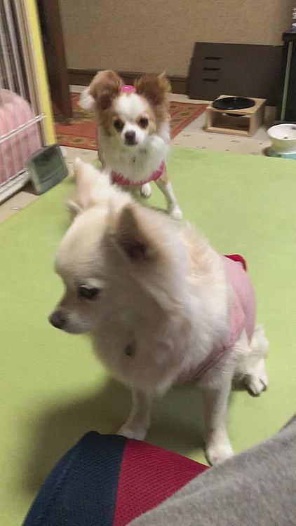 小春がいきなり小雪にアタック💥
たまらず小雪が脚上に避難💦
4歳と1歳ってこんなに温度差あるの❓🤣