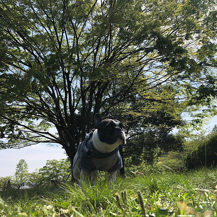 この時期晴れの日は新緑が眩しいですね😁