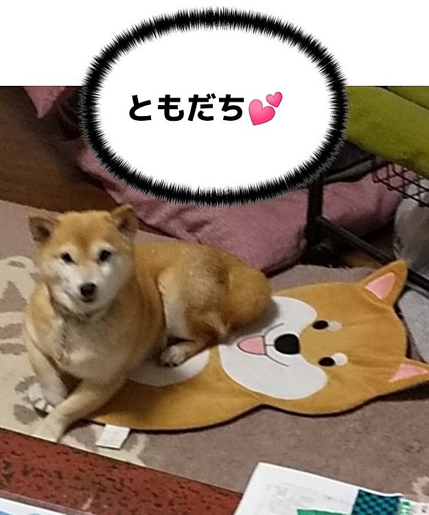 お気に入りのマットだワン🐶