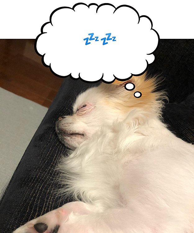 今日は雨でお散歩行けなかったけどお家で沢山遊んだね😊
今はすっかりグッスリンコ🐶💤
おやすみポコちゃん🌙