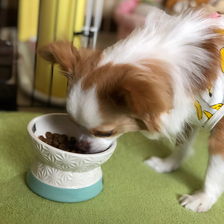 小春は朝からボールくわえてウロウロ🎵🐶
からの〜
ドッタンバッタン💨
そりゃお腹も空くわぁ🤣