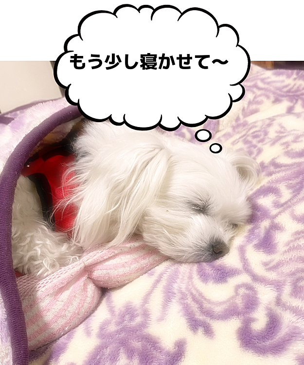 ココの母の投稿