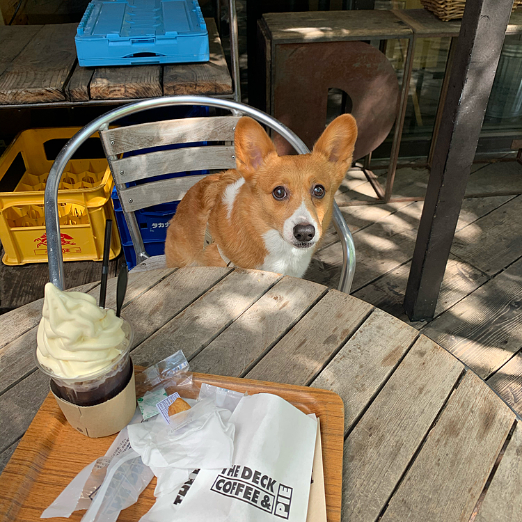表参道の方には行かず、裏原宿の方のいつも行く、THE DECK COFFEEさんでひと休み☕️🍦