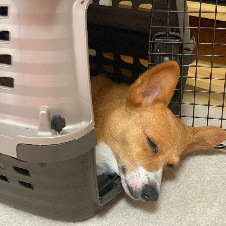 マーチさんもよく歩いたので、ふと見たらケージの中でおやすみしてました💤
マーチさんゆっくりお昼寝してね😴