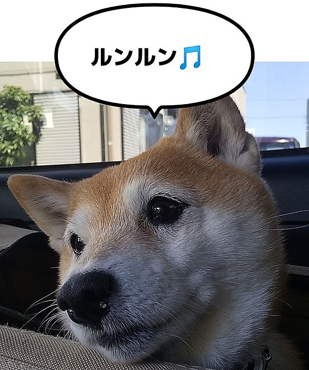 小春🐶 ドライブ🎶🚗💨🎶行くワン