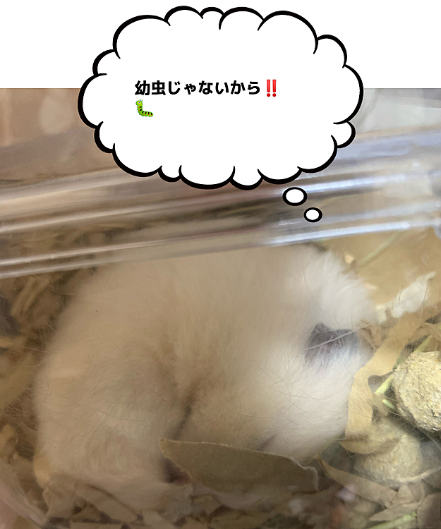 お昼間、睡眠中にそ〜っと覗いても今日は気づかない🤫
