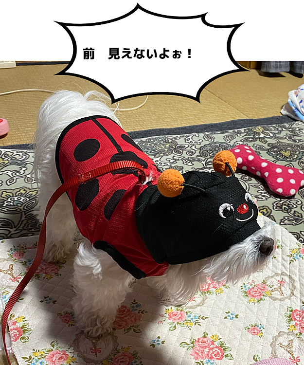 ココの母の投稿