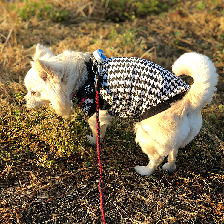 おはようございます☀
小雪は今朝も元気いっぱいお散歩してきました🎵🐶
お天気いいからご機嫌さんだね💕
ウェスティくんに吠えられたけど気にしな〜い✨
今朝も家の前ではっちゃんに会えたね😆