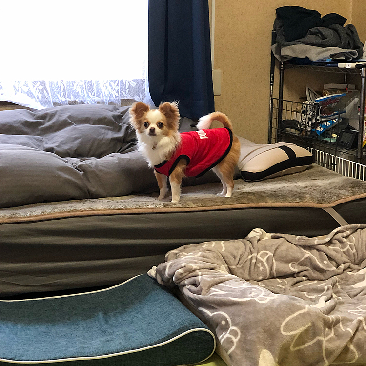 小春は起きてから🚽済ませてスッキリ✨🐶
なぜベッドの上でカッコつける❓🤣
と、思ったらまさかの二度寝〜💤
朝ごはん食べてから寝たら❓😊