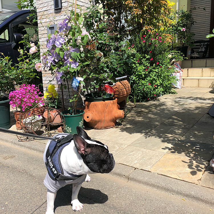 我が家の花は見頃を迎えてきました😁
