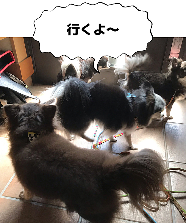 こんにちは😃
今日はルイが散歩に参加する気満々❣️
ホテルに行って軍団という事を思い出したのか👏
