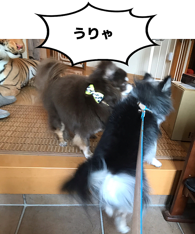 帰ってきたらルイ関所💦
マロ突破できるか😆
