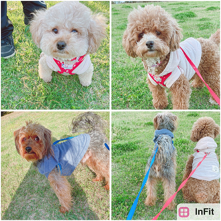 この間公園に行ってきたよ😊
愛犬嬉しくてはしゃいでました🐶💕
カメラ目線してくれないので撮るのに大変でした⤵︎😓なのでうまく撮れなかった💦😂