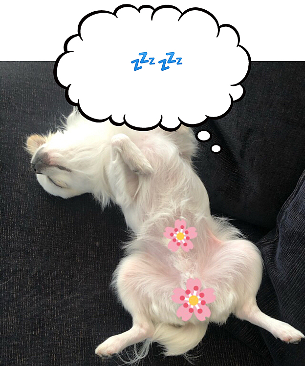 お散歩行ってごはん食べてヘソ天でお昼寝🐶💤
幸せだなぁ🥰