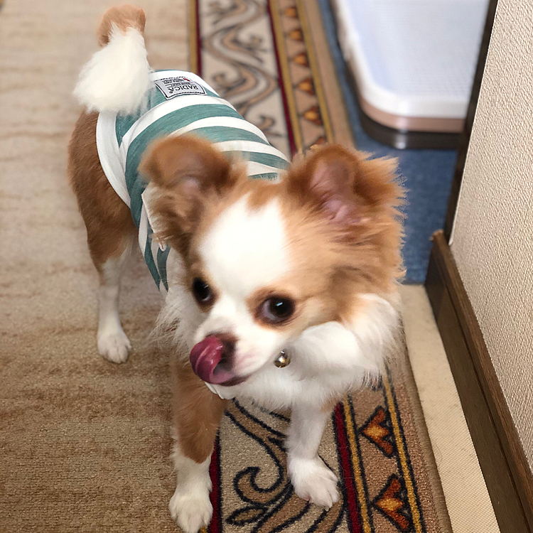 小春、今朝はかなり早起き🐶🎵
朝ごはんの前に千本ノックを待ってます👍
やる気満々やけど…
悪そうな顔しとるなぁ🤣
