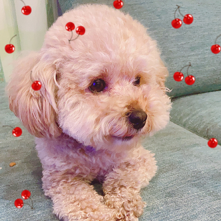 おやつ作戦でパチリ🐶💕