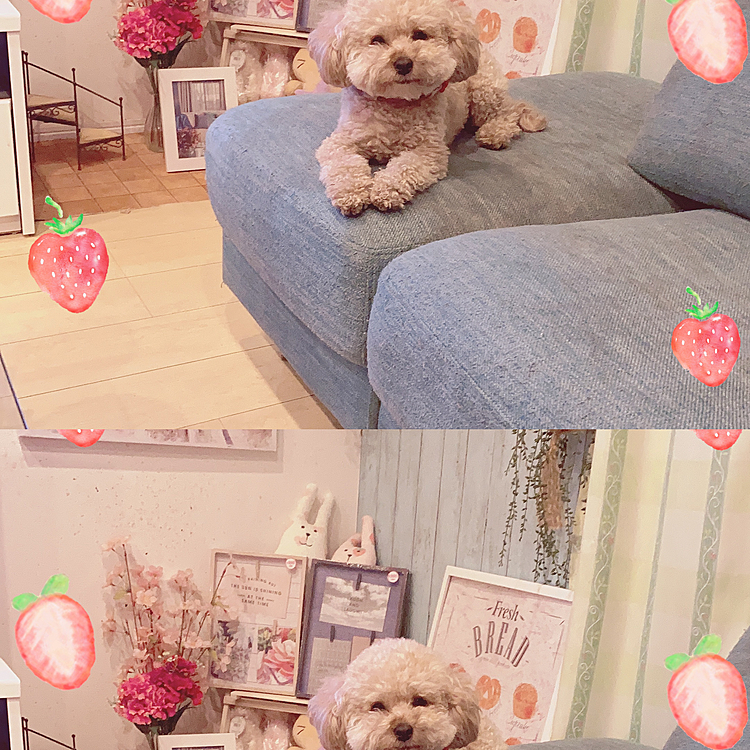 何とかカメラ目線してくれたかな🐶