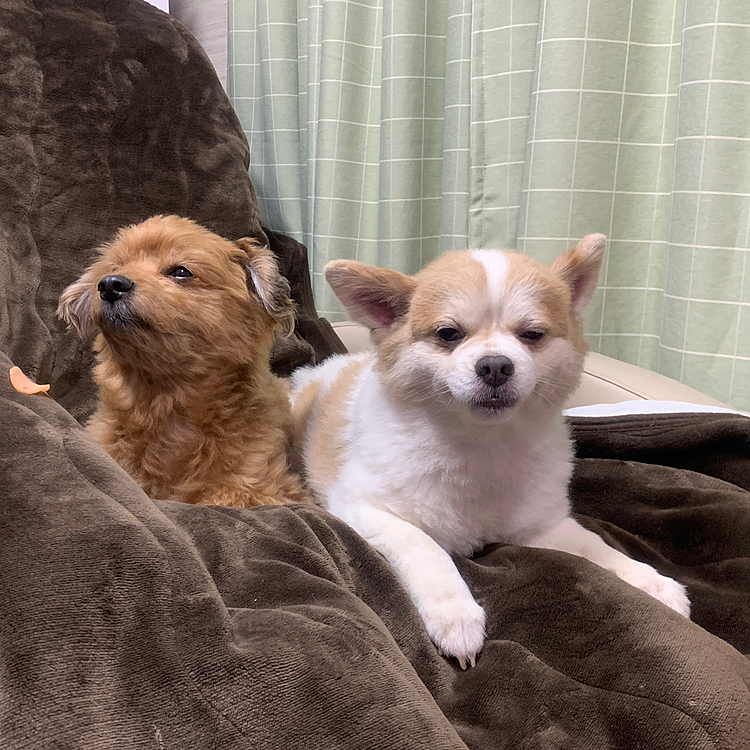 庭遊び終わって今日はオヤジの部屋のあんまきで仲良く休暇、ほくと君落ちるのは時間の問題やな〜😁