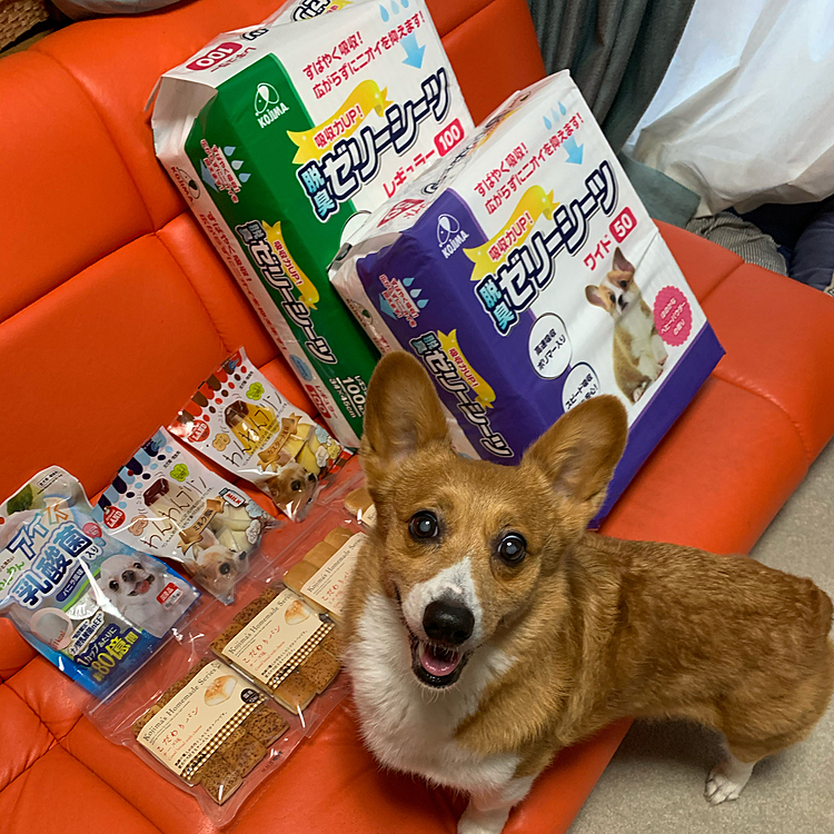 こんばんは⭐️
今日は暑かったですね💦
夕方お散歩を兼ねてトイレシーツなどを買いに行きました😊