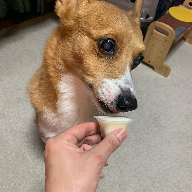 早速夜食にミルク風味プリンを凍らせて食べました🍮
久しぶりの目剥きBOY🤣
おいしかったね〜💕

またまた緊急事態宣言が出るみたいですね💧
感染に気をつけて元気でいたいですね☺️