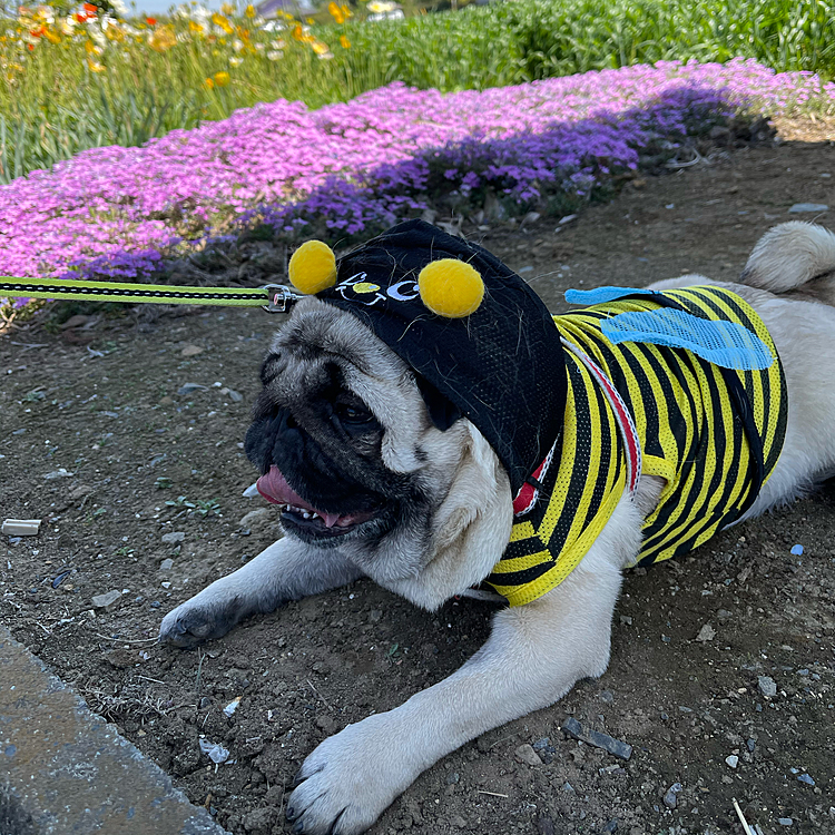 お天気サイコー❗️
『ししまる』🐝でお花畑散歩です🌼
とうちゃん＆ママ一家でのんびり散歩しました😊
