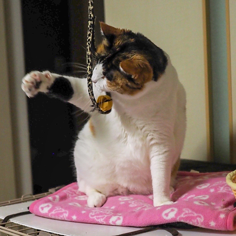 右パンチ炸裂にゃ