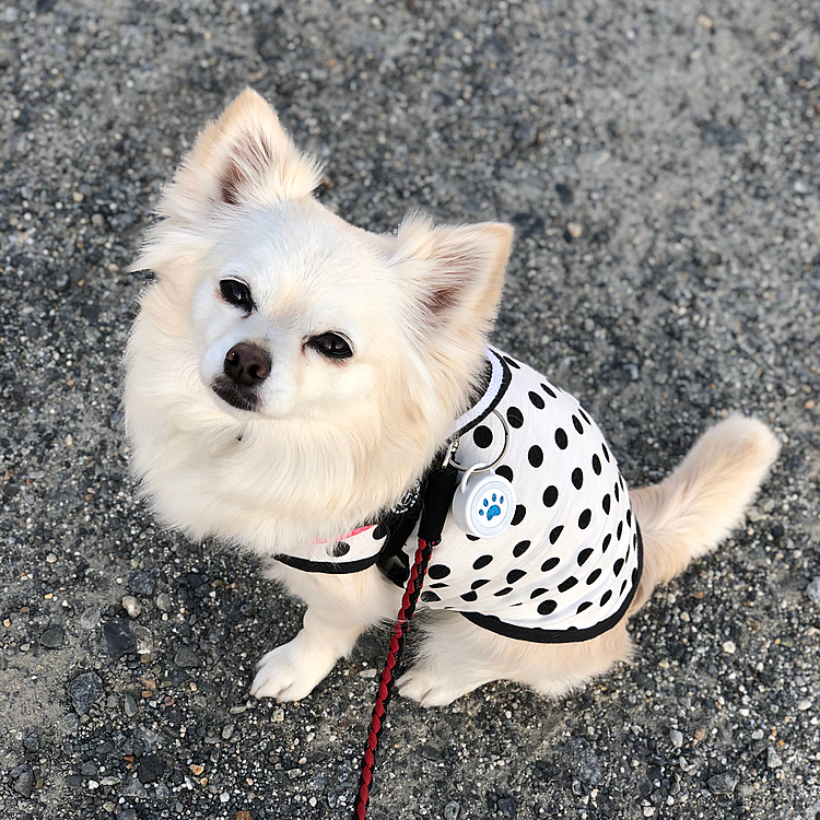 おはようございます☀
小雪は今朝も元気いっぱいお散歩してきました🎵🐶
遠目にウェスティくんを見かけたね✨
だから吠えられずに済んだね😂