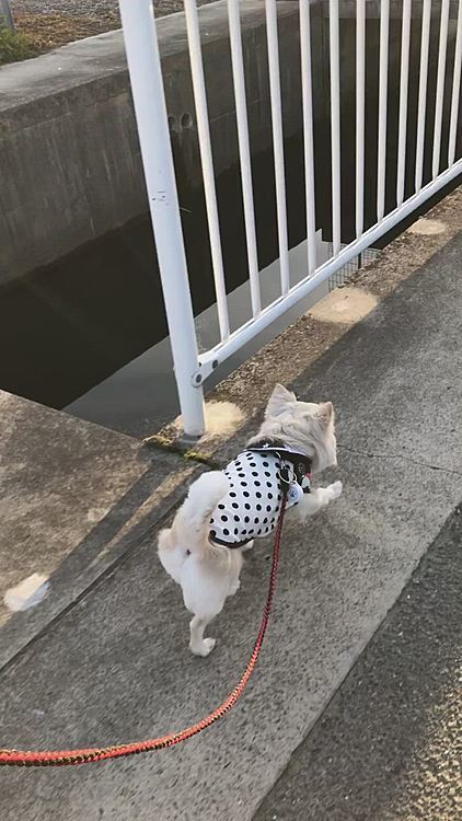 小雪はルンルン🎵
今日も絶好調やね〜💕